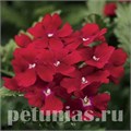 Вербена Obsession Red - 5 шт 10354 - фото 938