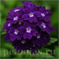 Вербена Quartz Blue - 5 шт 10355 - фото 939