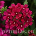 Вербена Quartz XP Bordeaux - 5 шт 10356 - фото 940