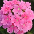 Вербена Quartz XP Pink - 5 шт 10357 - фото 941