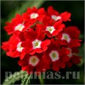 Вербена Quartz XP Red Eye - 5 шт 10359 - фото 943