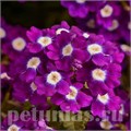 Вербена Quartz XP Violet Eye - 5 шт 10362 - фото 947