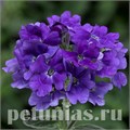 Вербена Tuscany Blue Imp - 5 шт 10364 - фото 949