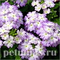 Вербена Tuscany Lavender Picotee - 5 шт 10366 - фото 951