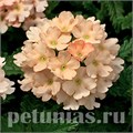 Вербена Tuscany Peach - 5 шт 10368 - фото 953