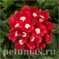 Вербена Tuscany Scarlet with Eye - 5 шт 10371 - фото 956