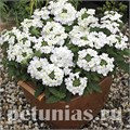 Вербена Tuscany White - 5 шт 10372 - фото 957