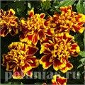 Бархатцы Bonanza Bee - 10 шт 10145 - фото 959