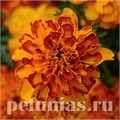 Бархатцы Bonanza Bolero Imp - 10 шт 10146 - фото 960