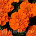 Бархатцы Bonanza Deep Orange - 10 шт 10147 - фото 961