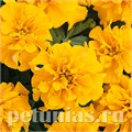 Бархатцы Bonanza Gold - 10 шт 10149 - фото 963