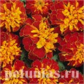 Бархатцы Bonanza Harmony - 10 шт 10150 - фото 964