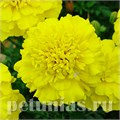 Бархатцы Bonanza Yellow - 10 шт 10152 - фото 966