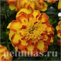 Бархатцы Flamenco - 10 шт 10154 - фото 968