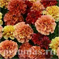 Бархатцы Strawberry Blonde - 10 шт 10155 - фото 969