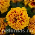 Бархатцы Hot Pak Fire - 10 шт 10156 - фото 970