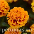 Бархатцы Hot Pak Flame - 10 шт 10157 - фото 971