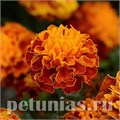 Бархатцы Hot Pak Harmony - 10 шт 10159 - фото 973