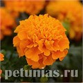 Бархатцы Hot Pak Orange - 10 шт 10160 - фото 974