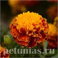 Бархатцы Hot Pak Spry - 10 шт 10161 - фото 975