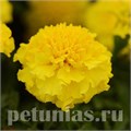 Бархатцы Hot Pak Yellow - 10 шт 10162 - фото 976