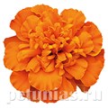 Бархатцы Super Hero Deep Orange - 10 шт 10163 - фото 977