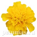 Бархатцы Super Hero Deep Yellow - 10 шт 10164 - фото 978