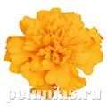 Бархатцы Super Hero Gold - 10 шт 10165 - фото 979