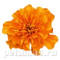 Бархатцы Super Hero Orange - 10 шт 10166 - фото 980