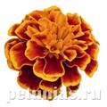 Бархатцы Super Hero Orange Flame - 10 шт 10167 - фото 981