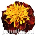 Бархатцы Super Hero Spry - 10 шт 10168 - фото 982