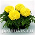 Бархатцы Antigua Primrose - 5 шт 10172 - фото 984