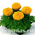 Бархатцы Antigua Gold - 5 шт 10170 - фото 985