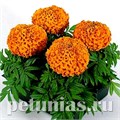 Бархатцы Antigua Orange - 5 шт 10171 - фото 986