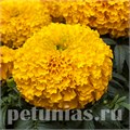 Бархатцы Big Top Gold - 5 шт 10174 - фото 988