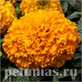 Бархатцы Big Top Orange - 5 шт 10175 - фото 989