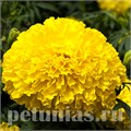 Бархатцы Big Top Yellow - 5 шт 10176 - фото 990
