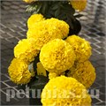 Бархатцы Cheerleader Gold - 5 шт 10177 - фото 991