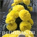 Бархатцы Cheerleader Yellow - 5 шт 10179 - фото 993