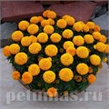 Бархатцы Discovery Orange - 5 шт 10180 - фото 994