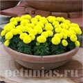 Бархатцы Discovery Yellow - 5 шт 10181 - фото 995
