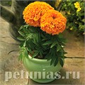 Бархатцы Proud Mari Orange - 5 шт 10183 - фото 997