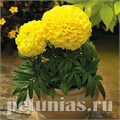 Бархатцы Proud Mari Yellow - 5 шт 10184 - фото 998